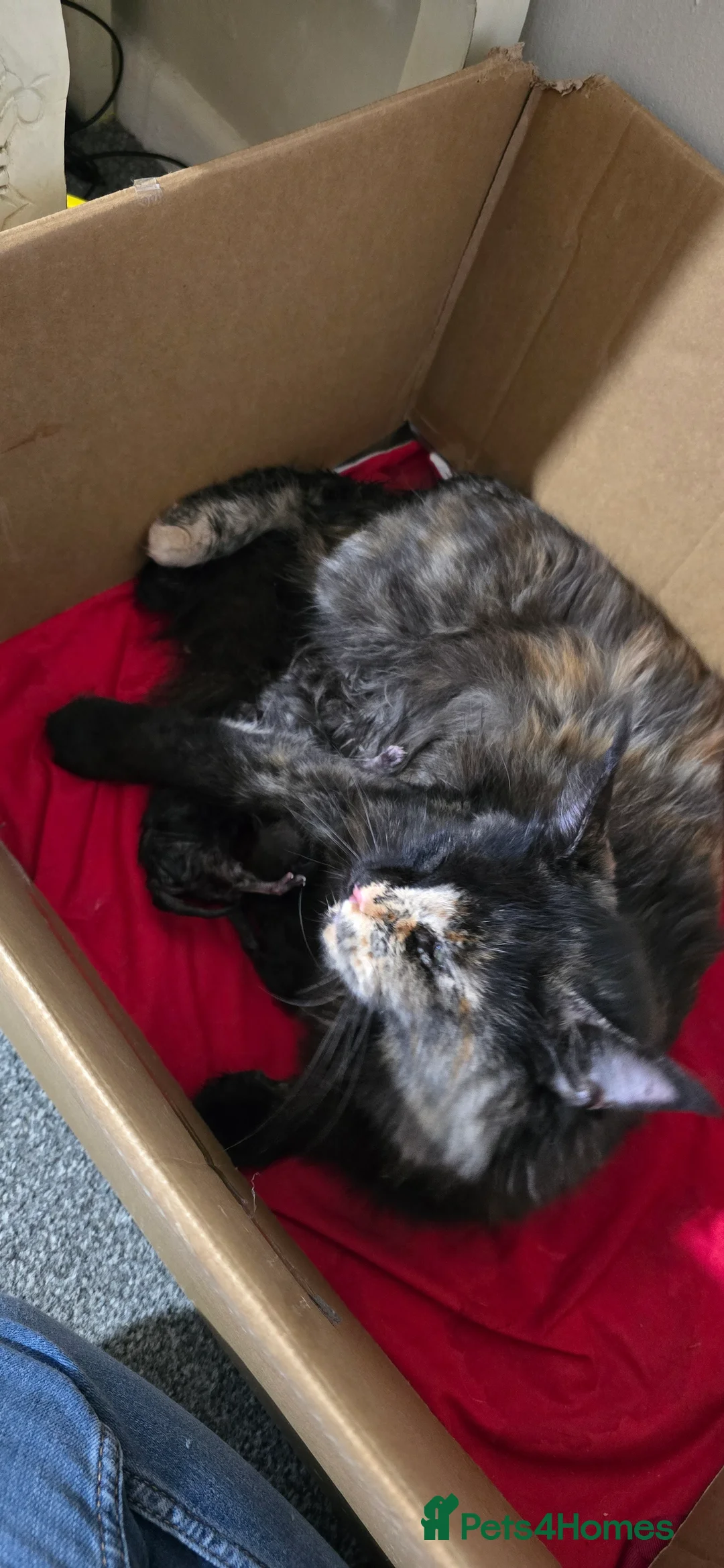 Maine Coon cats for sale: Maincoon kittens x3 - Advert 2