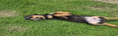 Rottweiler 4