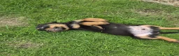 Rottweiler dogs for sale: PURE BREED ROTTWEILERS BIG LITTER in Knaresborough - Advert 7