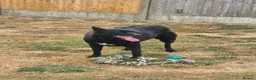 Mixed Breed dogs for adoption: Jasmine - loving human wanted  - Advert 2