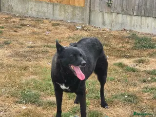 Mixed Breed dogs Jasmine - loving human wanted - Advert 2