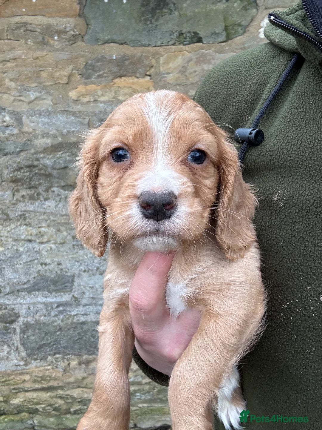 Cocker Spaniel dogs for sale: KC Working Cocker Spaniels  - Advert 3