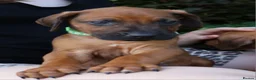 Rhodesian Ridgeback dogs for sale: !!KC CHAMPION AFRICAN RHODESIAN RIDGEBACK!! in Doncaster - Advert 17