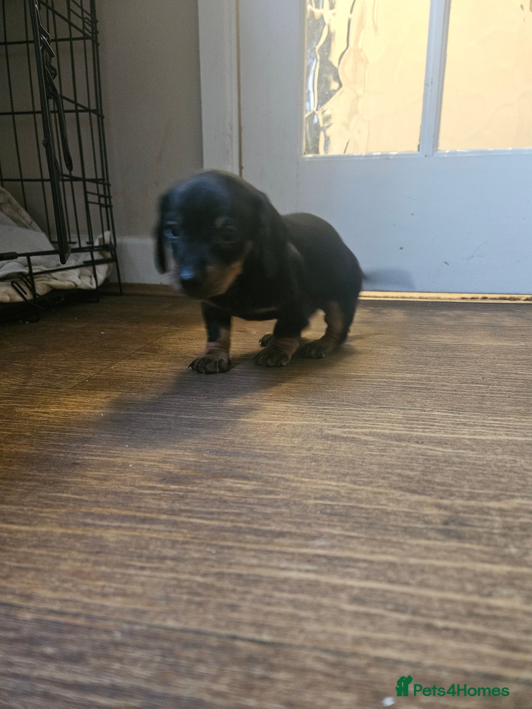 Miniature Dachshund dogs for sale: Miniature dachshund male puppies - Advert 34