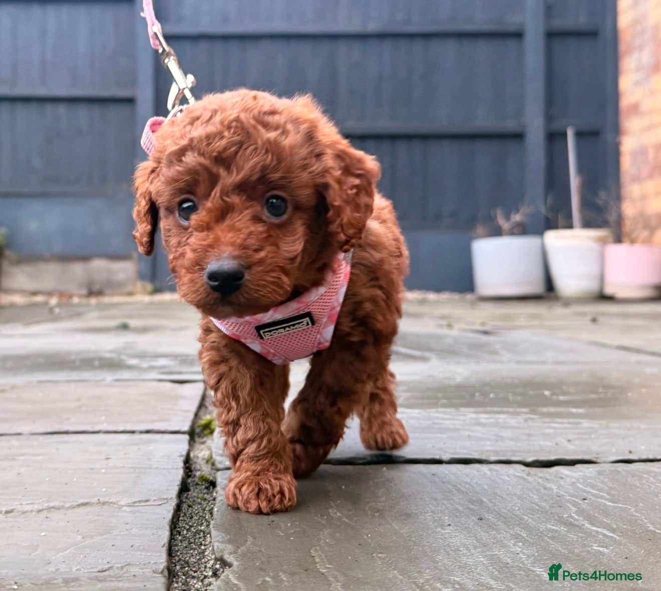 Cockapoo dogs Stunning Designer Red Cockapoo Girl  - Advert 18