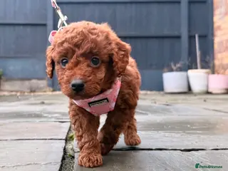 Cockapoo dogs Stunning Designer Red Cockapoo Girl - Advert 18