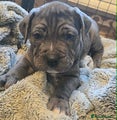 Cane Corso Puppy 2