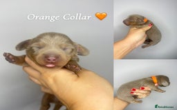Miniature Dachshund dogs for sale:  READY NOW Quality minismooth haired dachshunds 🐾 - Image 11