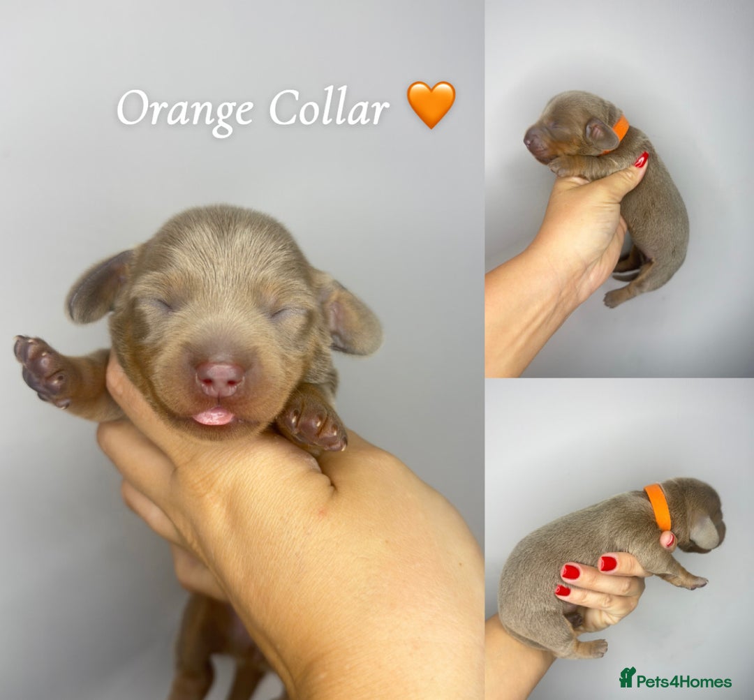Miniature Dachshund dogs for sale:  READY NOW Quality minismooth haired dachshunds 🐾 - Image 11