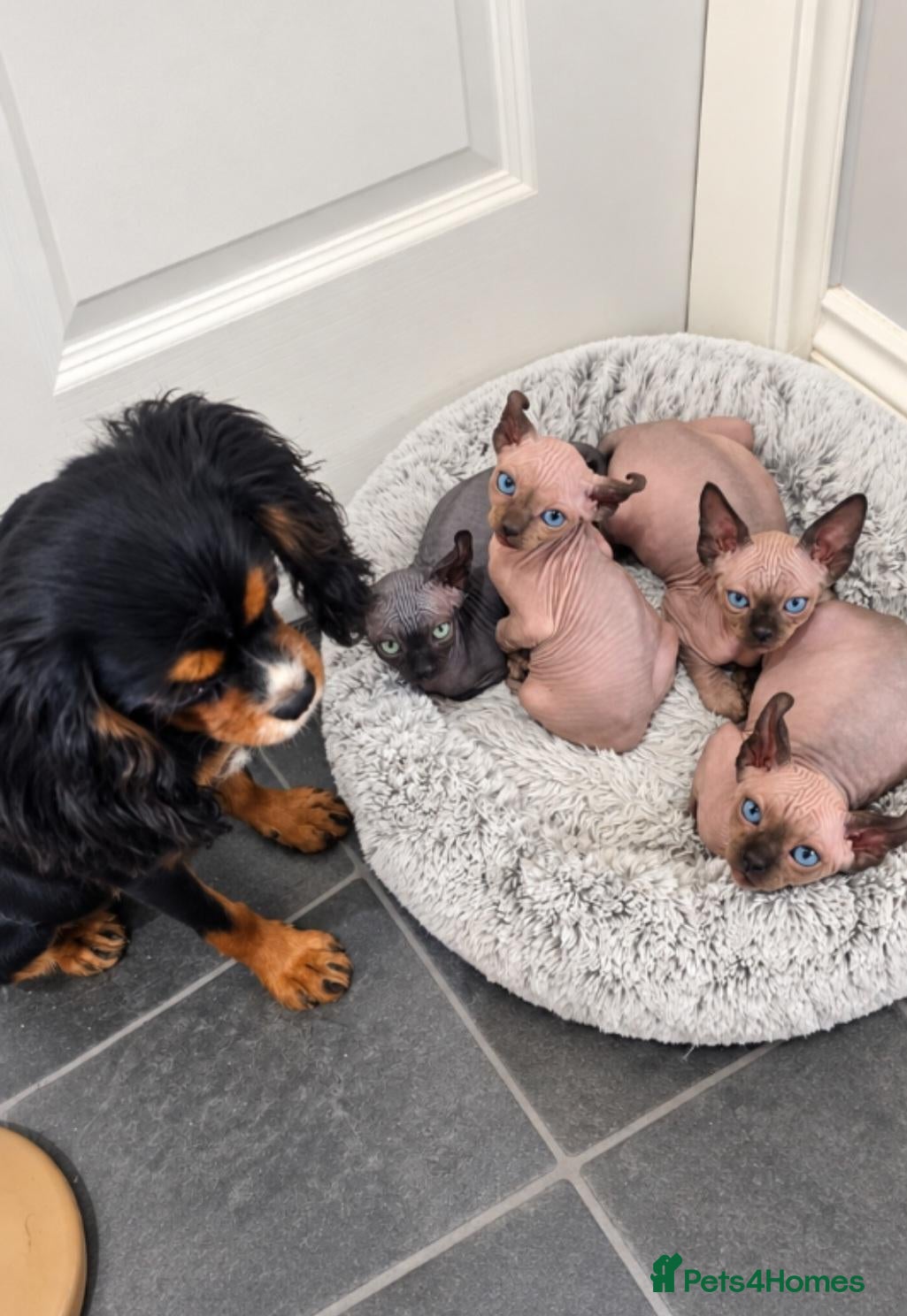 Sphynx cats READY SOON🩵🩵 SPHYNX KITTENS 🩵🩵 TESTED - Advert 1