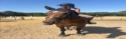 Connemara horses for sale: Safe pc pony / show or cracking alrounder - Advert 4