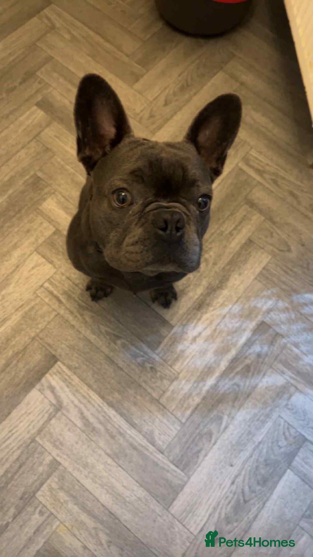French Bulldog dogs for sale: Beautiful Blue French Bulldog  - Image 3