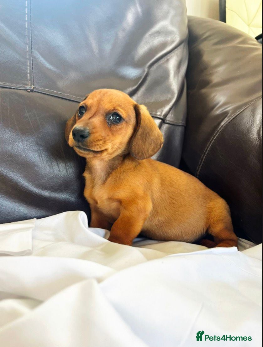Miniature Dachshund dogs Kc reg pra clear - Advert 3