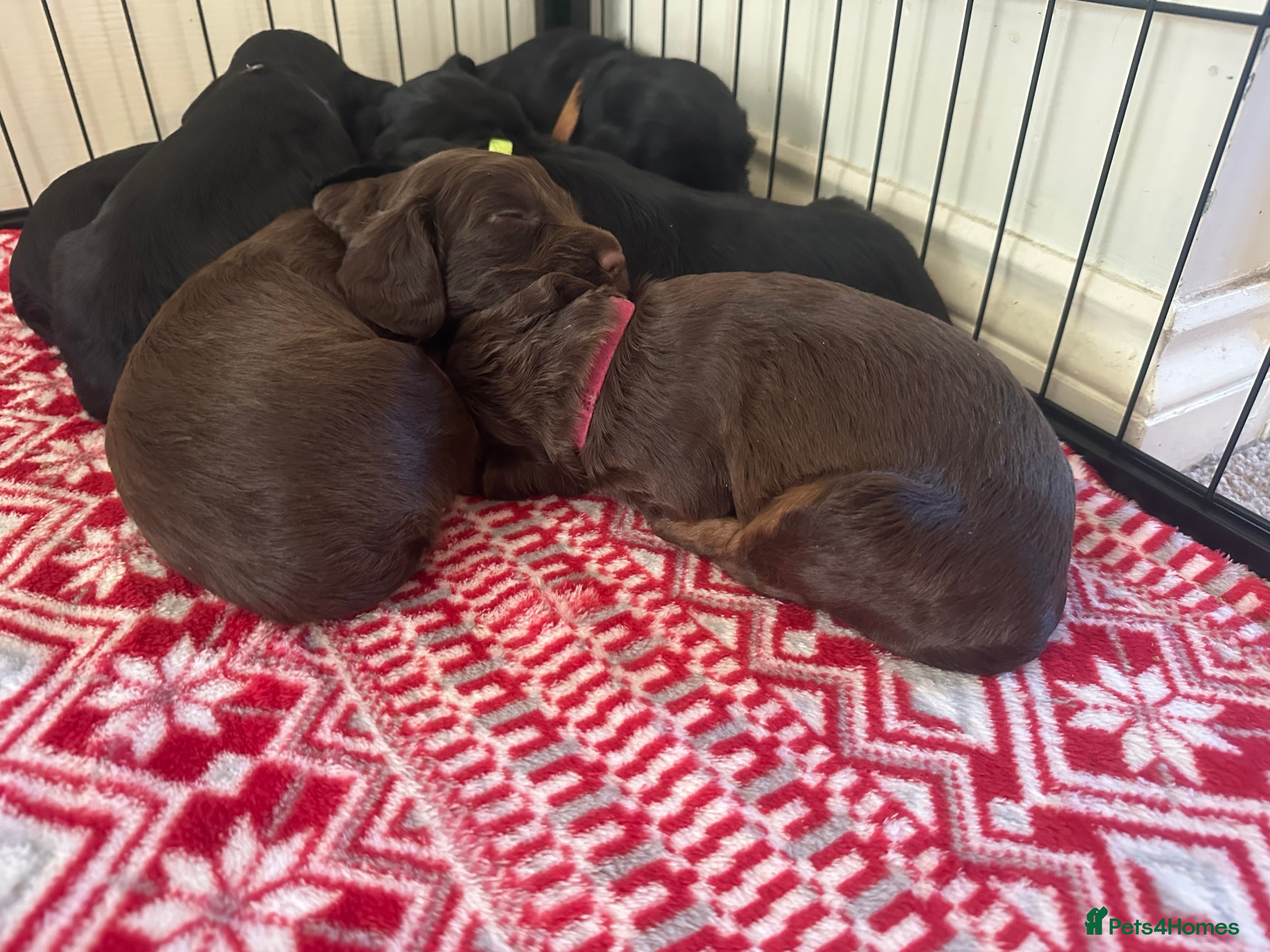 Sprocker dogs sprocker spaniel puppies. Ready to go 29/03/26 - Advert 1