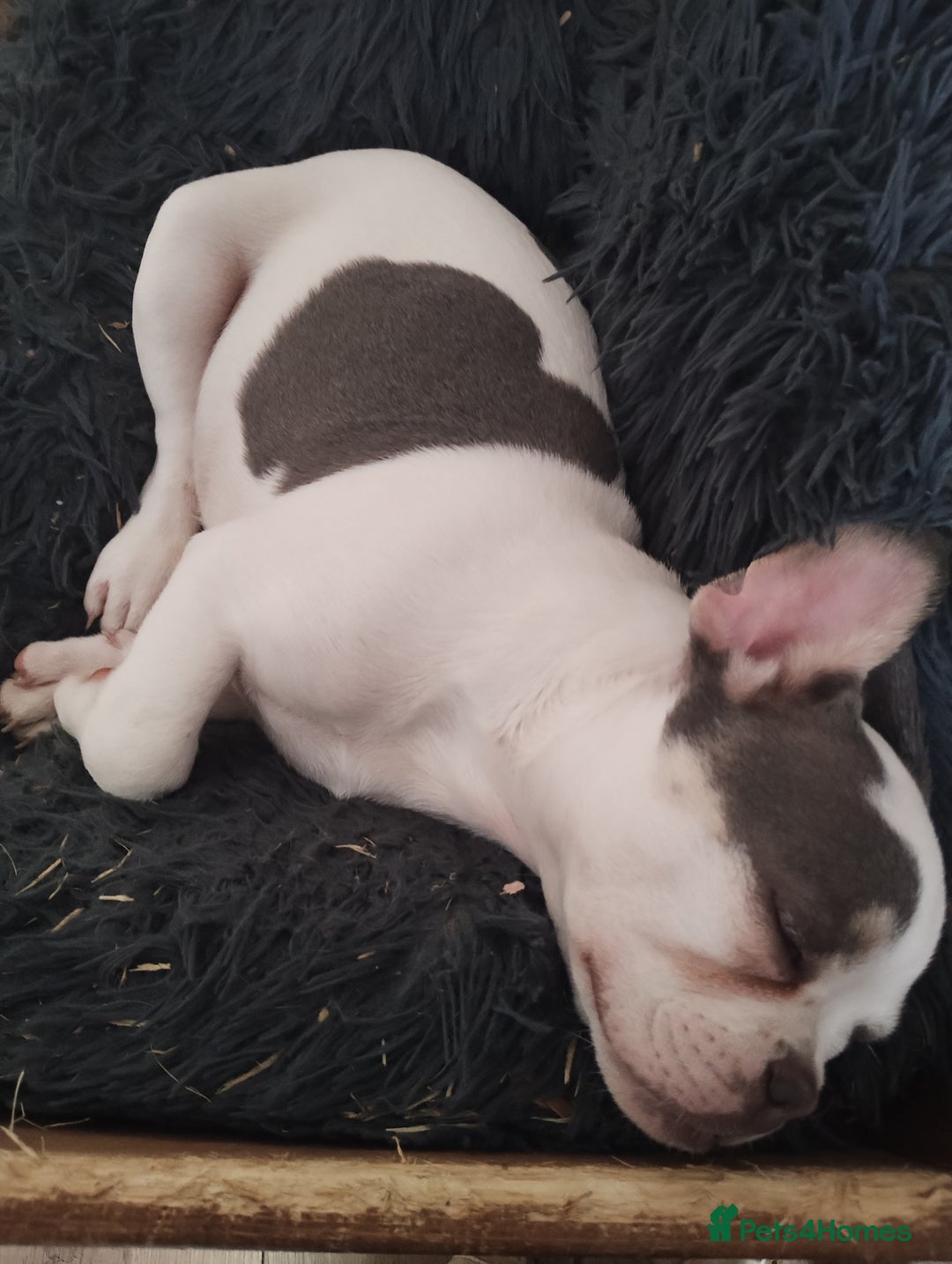 French Bulldog dogs for sale: Fully vaccinated French bulldog puppies ready now. - Image 7