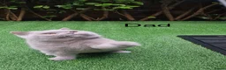 Scottish Fold cats for sale: Schotish straight  - Advert 17