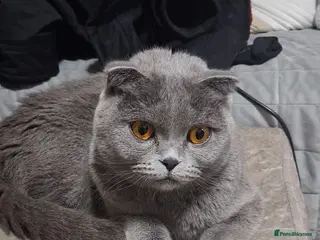 Scottish Fold cats Scottish fold kittens - Advert 1