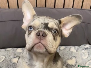 French Bulldog dogs Frenchie for sale - Advert 9