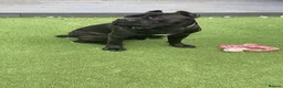 Cane Corso dogs for sale: Cane Coros Puppies For Sale  - Advert 3
