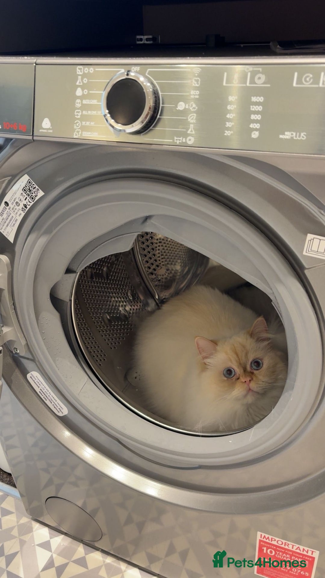 Persian cats for sale: White Persian Male  in Barnoldswick - Image 2