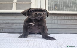 Cane Corso dogs for sale: Italian cane corso puppies  - Image 8