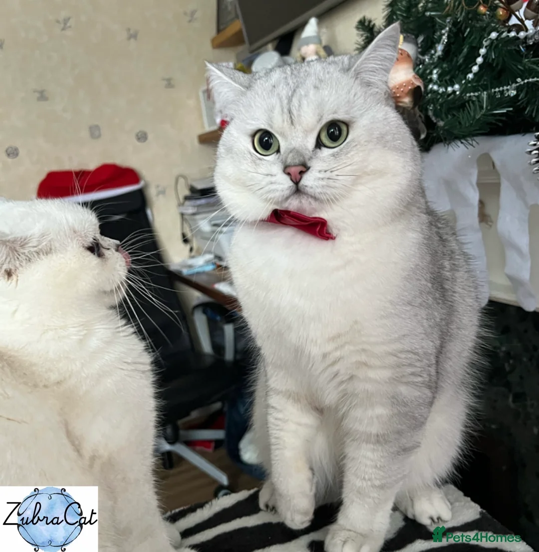 British Shorthair cats for stud: ACTIVE reg 𝑮𝑪𝑪𝑭/TICA BSH CHINCHILLA 🏆 in Ilford - Advert 8