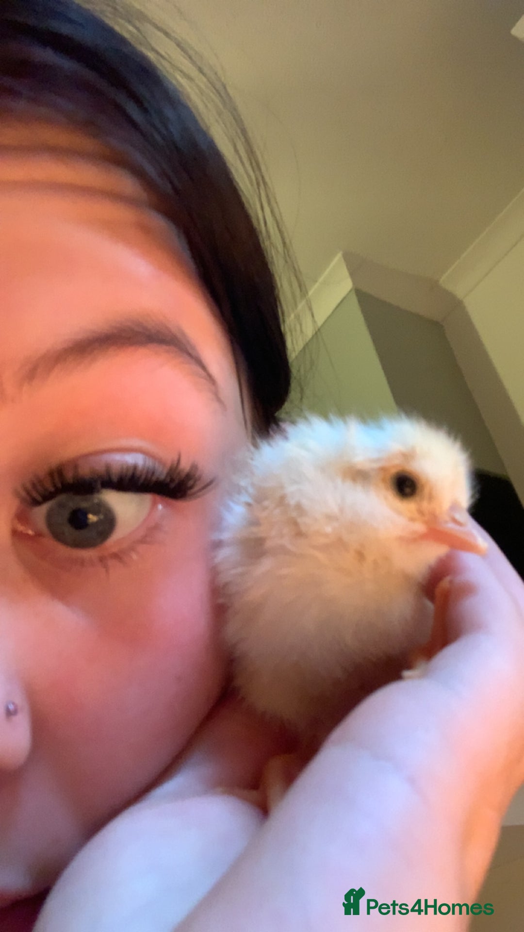 Chickens poultry for sale: 2 chicks for a new home  - Advert 7