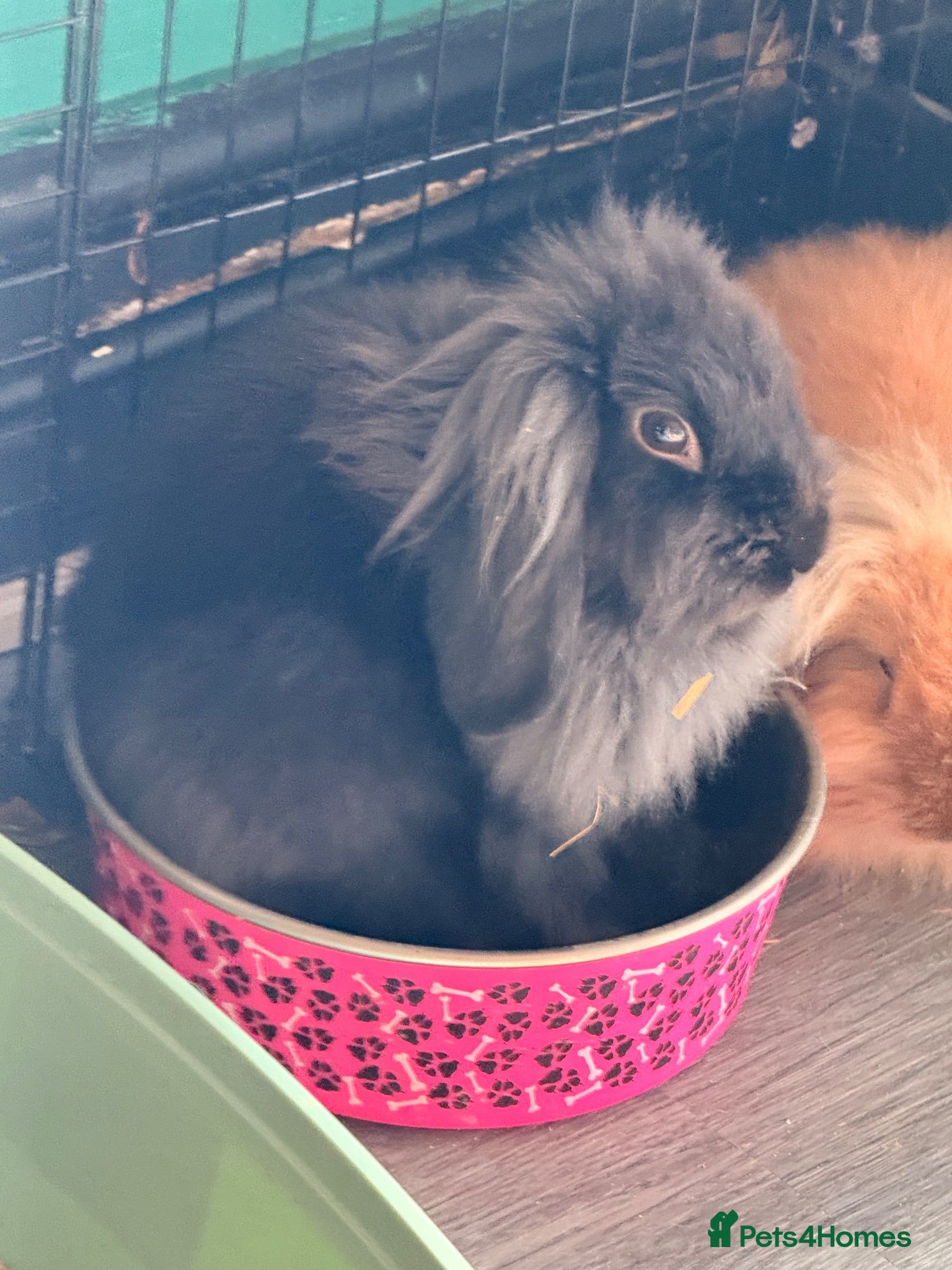 Mixed Breed rabbits Rabbits for sale  - Advert 1