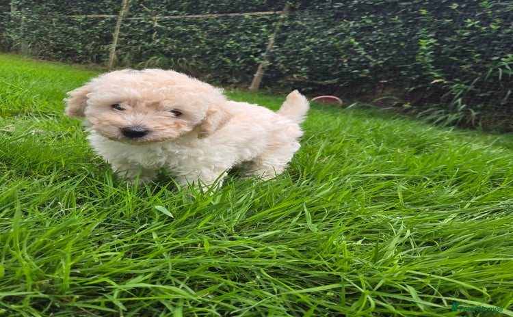Toy Poodle dogs - Advert 1
