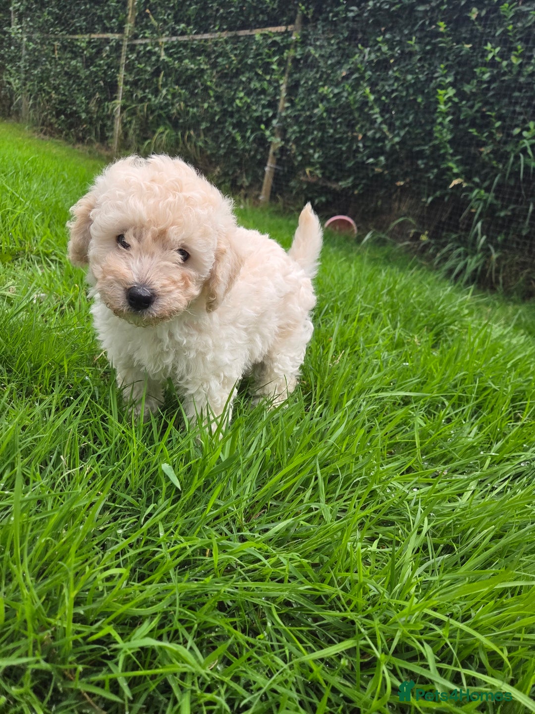Toy Poodle dogs for sale: *READY NOW* Stunning KC TINY toy poodle puppies - Image 2