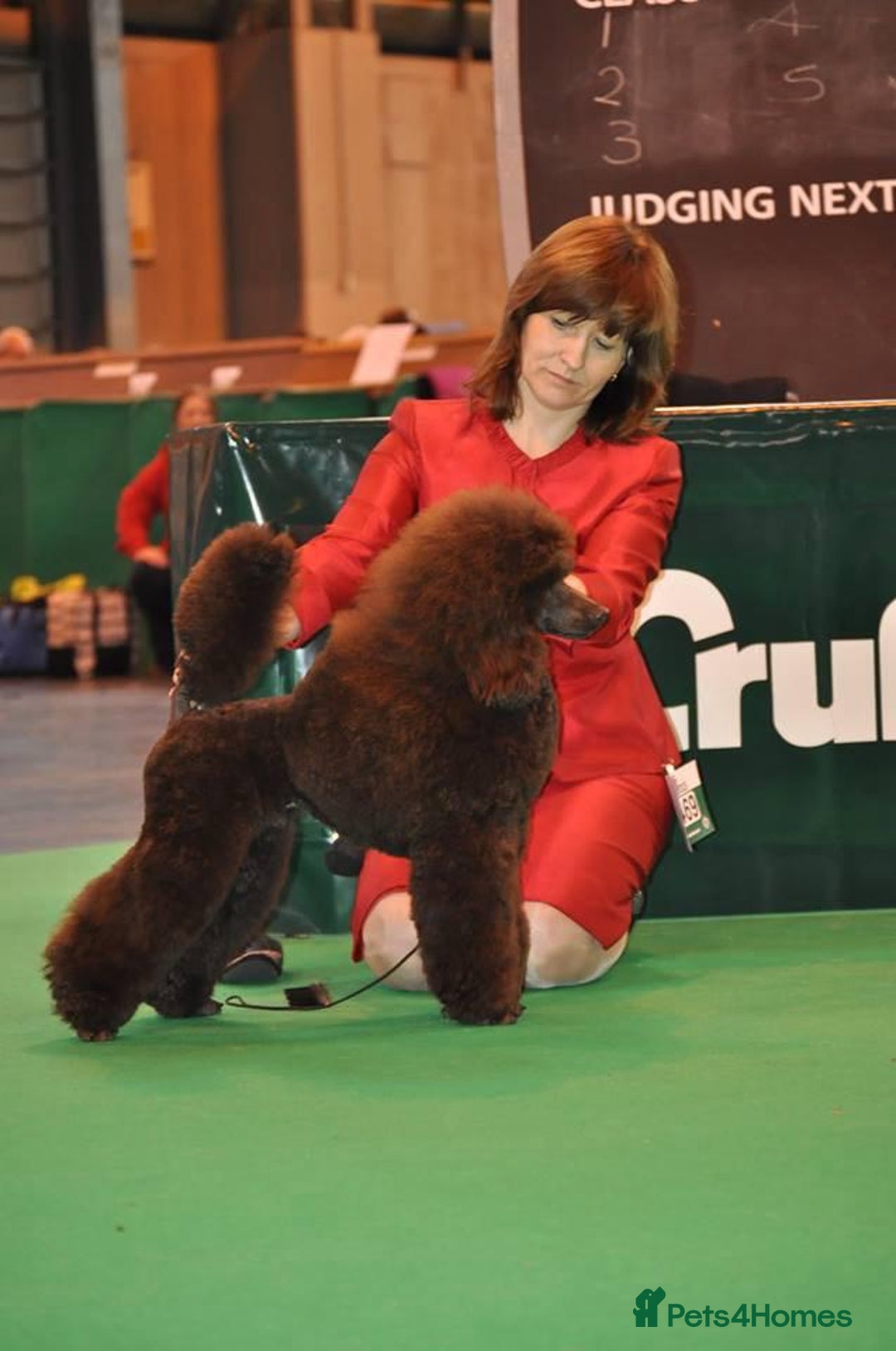 Miniature Poodle dogs for sale: Beautiful Girls!!! - Advert 15