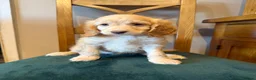 Cockapoo dogs for sale:  Girls Only from DNA Tested Parents  - Advert 6