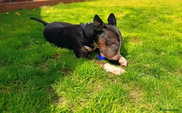 Bull Terrier dogs for sale: Bull terrier  - Image 3