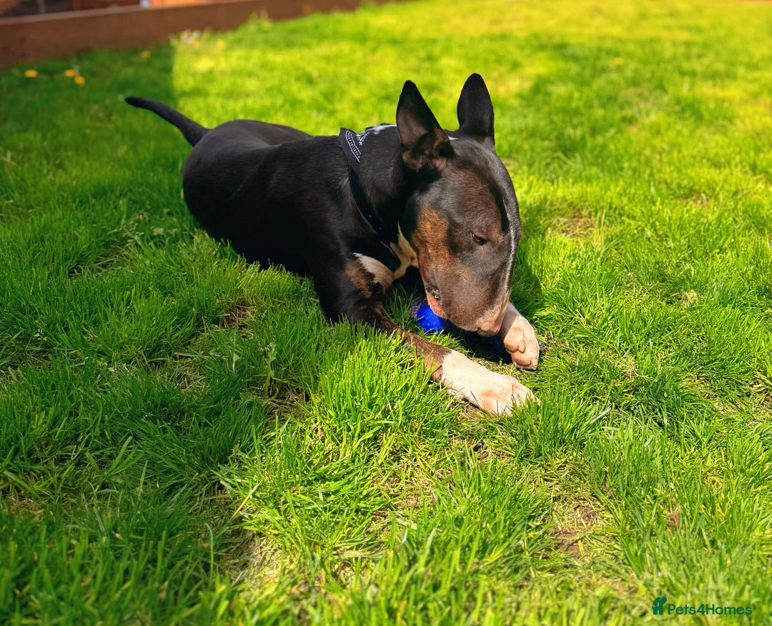 Bull Terrier dogs for sale: Bull terrier  - Image 3