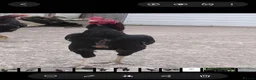Chickens poultry for sale: Aseel  - Advert 8