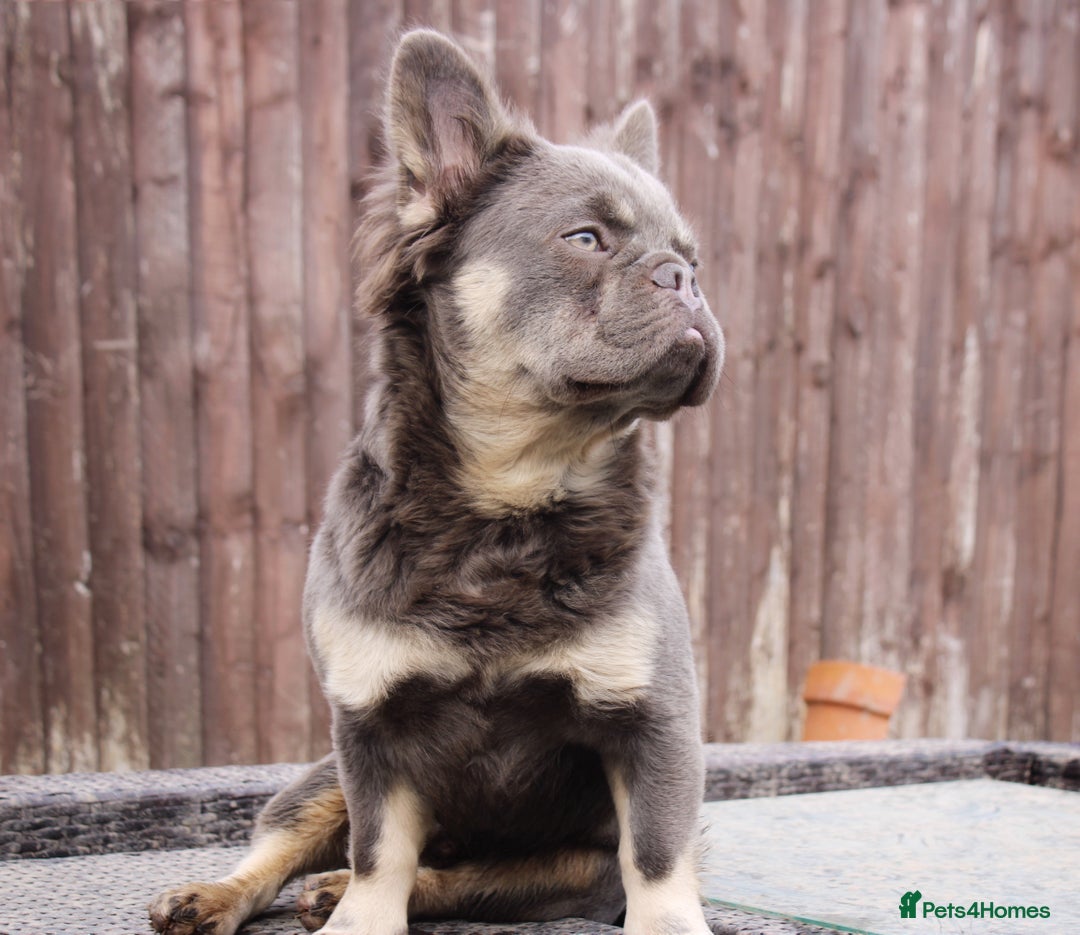 French Bulldog dogs for stud: FLUFFY LILAC TAN FRENCH BULLDOG CARYING TESTABLE in Haywards Heath - Image 2