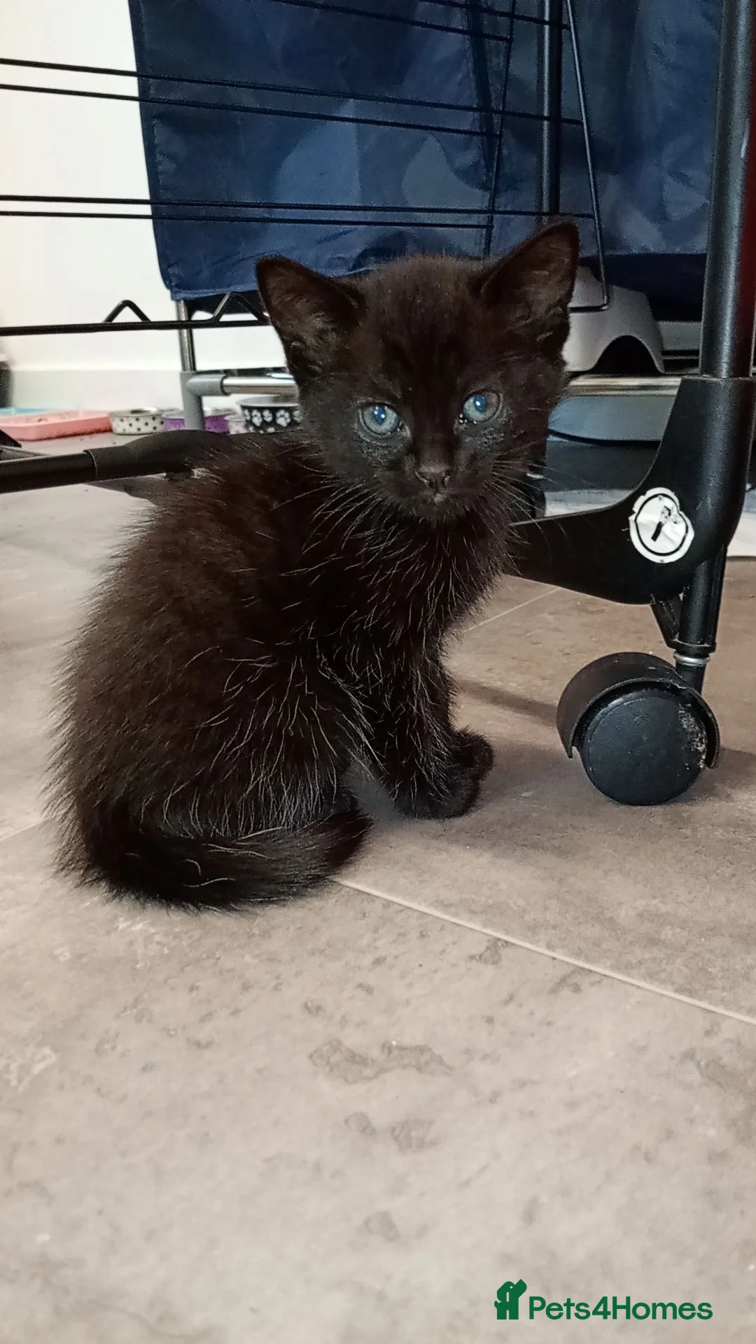 Mixed Breed cats for sale: 2 female kittens Bombay X Forest cat in Daventry - Advert 3
