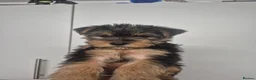 Yorkshire Terrier dogs for sale: 5 beautiful full breed yorkies for sale - Advert 23