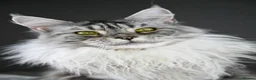 Maine Coon cats for sale: Violet - Stunning High Silver Smoke  - Advert 8