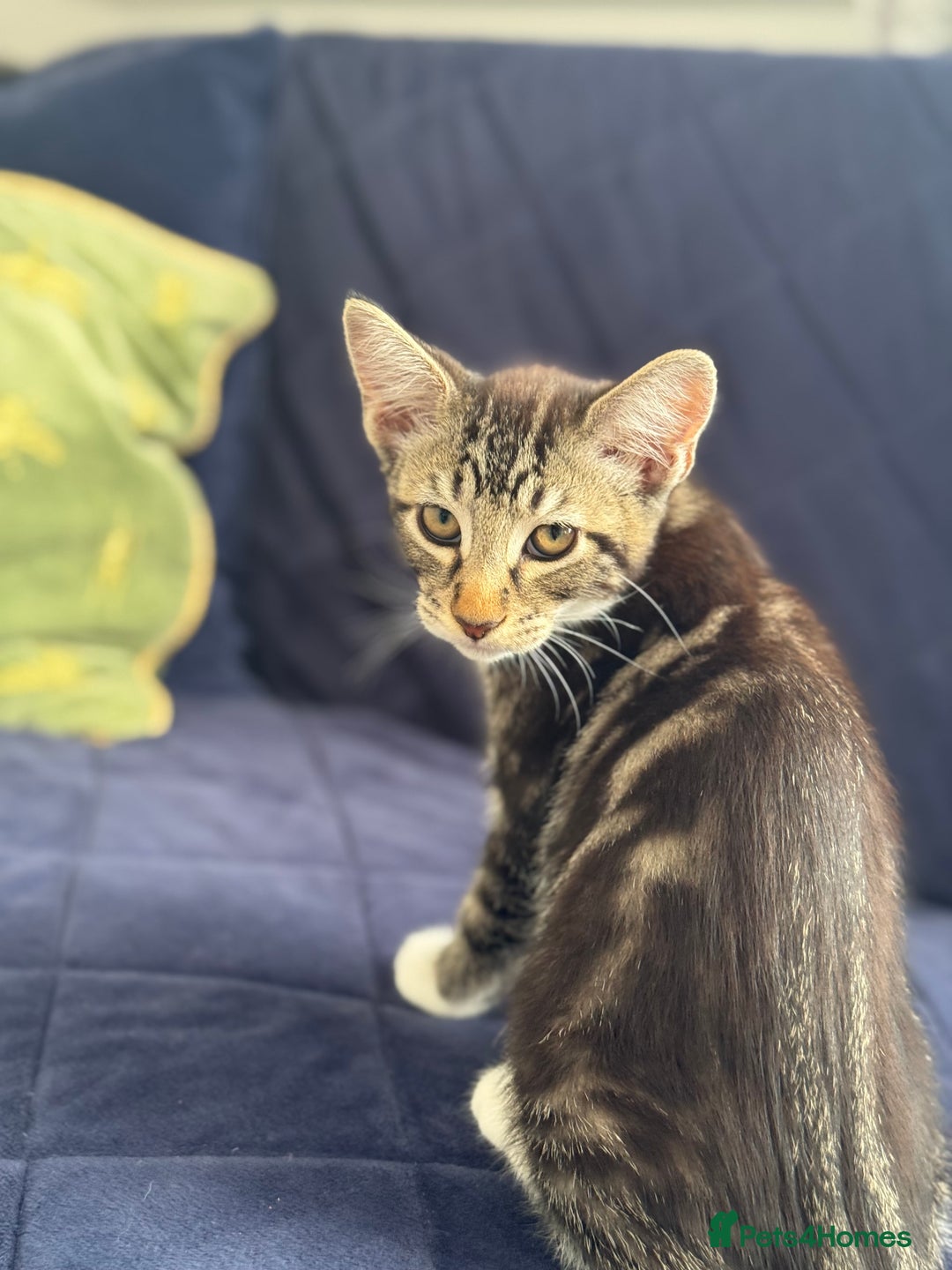 Mixed Breed cats for sale: Tabby kittens - Image 5