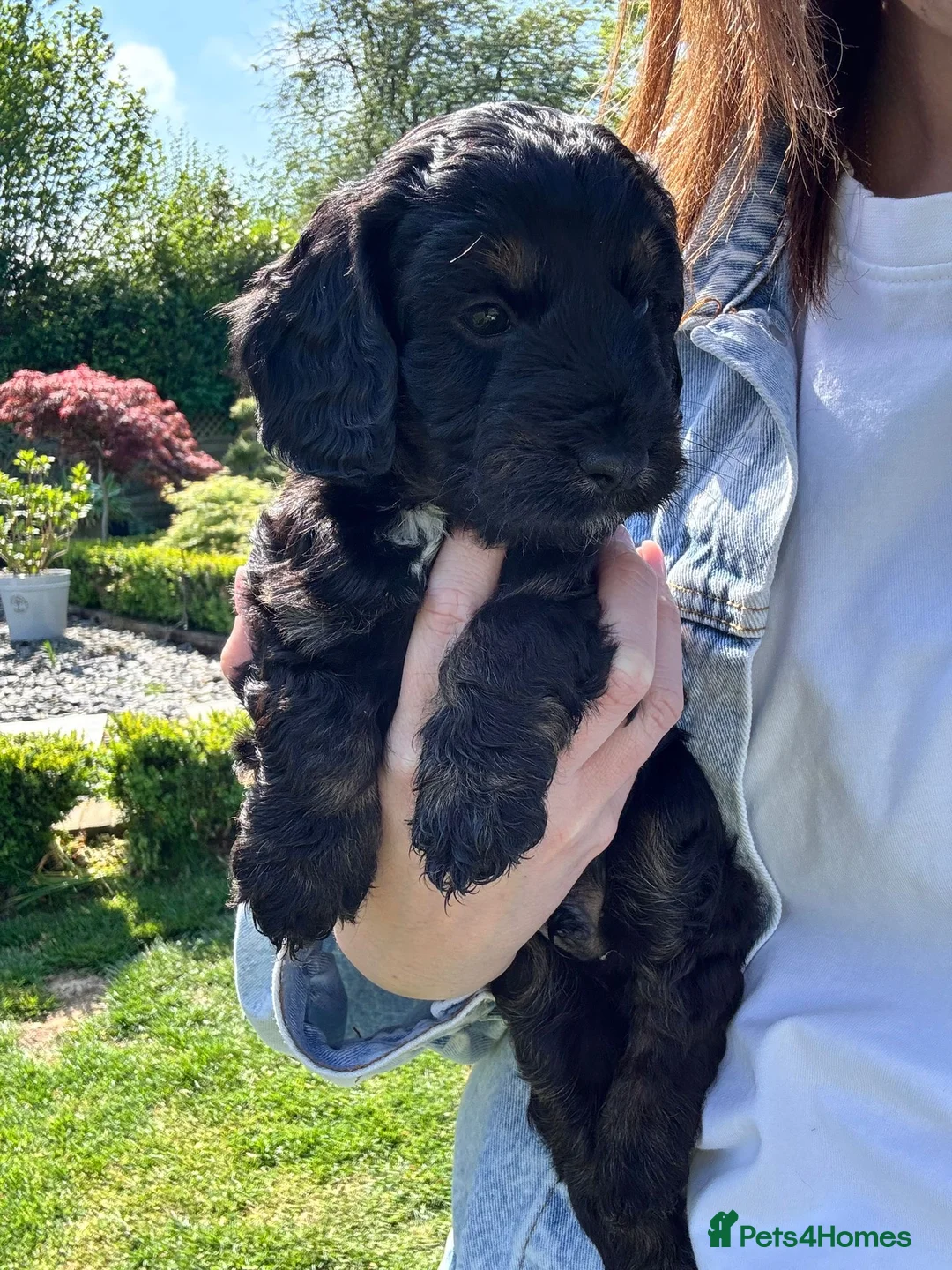 Cockapoo dogs for sale: Cockapoo male pups in Waterlooville - Advert 2