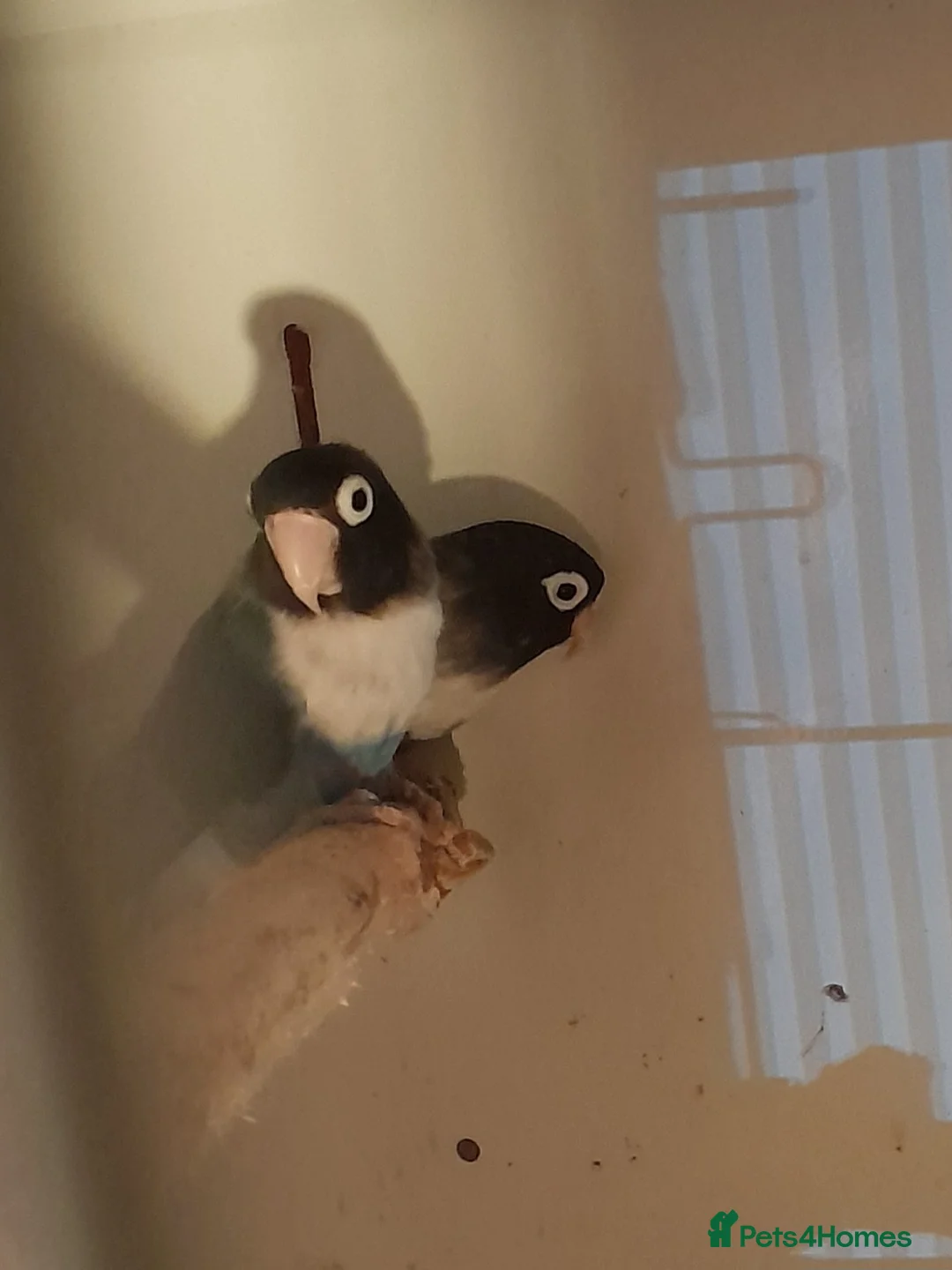 Lovebirds birds for sale: Pair of Lovebirds  in Airdrie - Advert 2