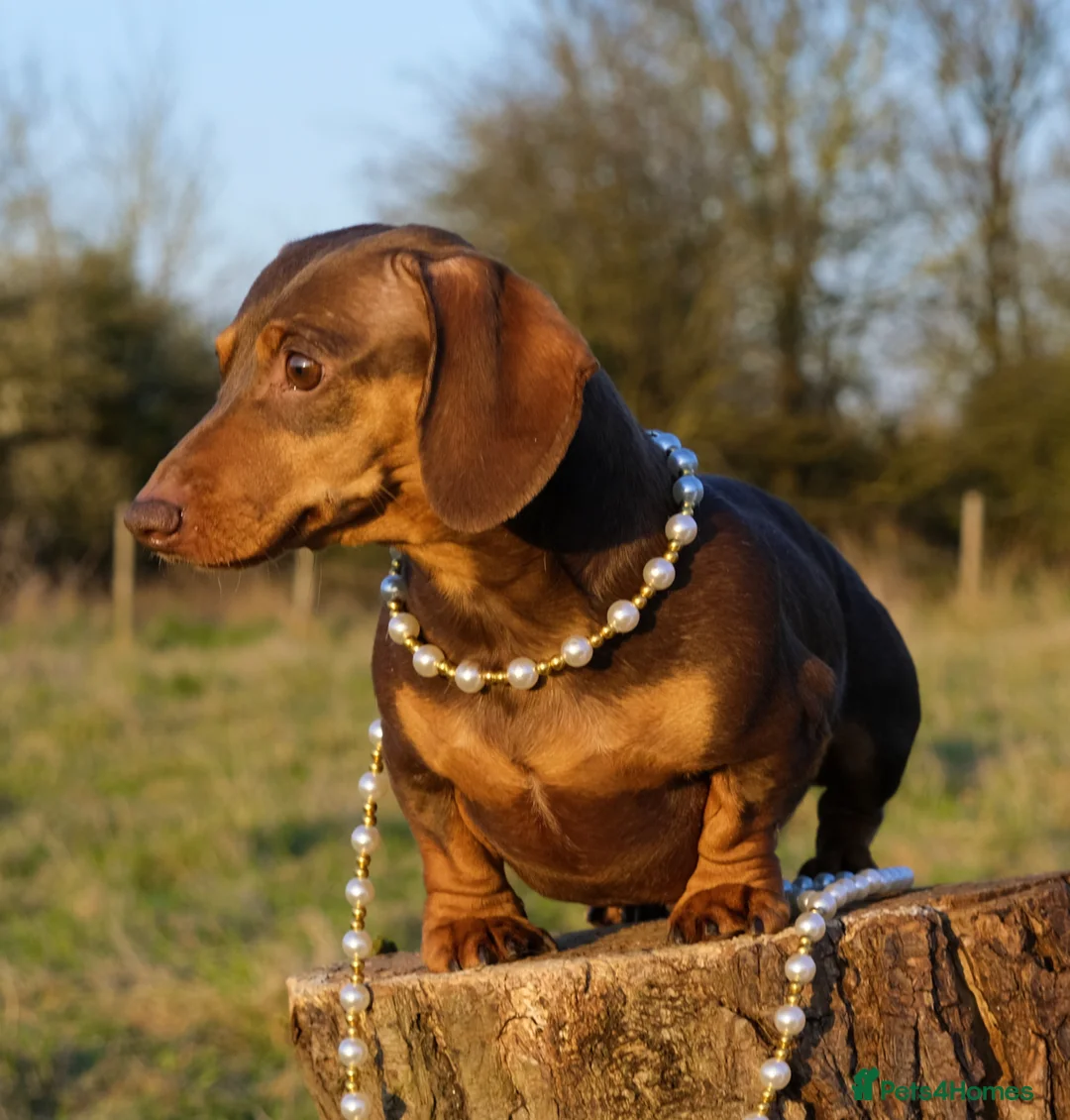 Miniature Dachshund dogs for stud: Award-winning Breeder-KC&IVDDtested ChocTan Smooth - Advert 2
