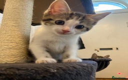 European cats for sale: 4 Cute & Cuddly Kittens Ready For Forever Home - Image 10
