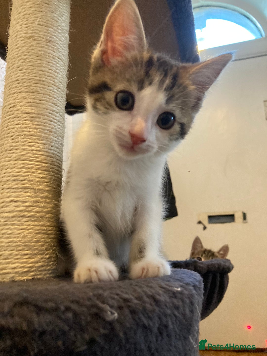 European cats for sale: 4 Cute & Cuddly Kittens Ready For Forever Home - Image 10