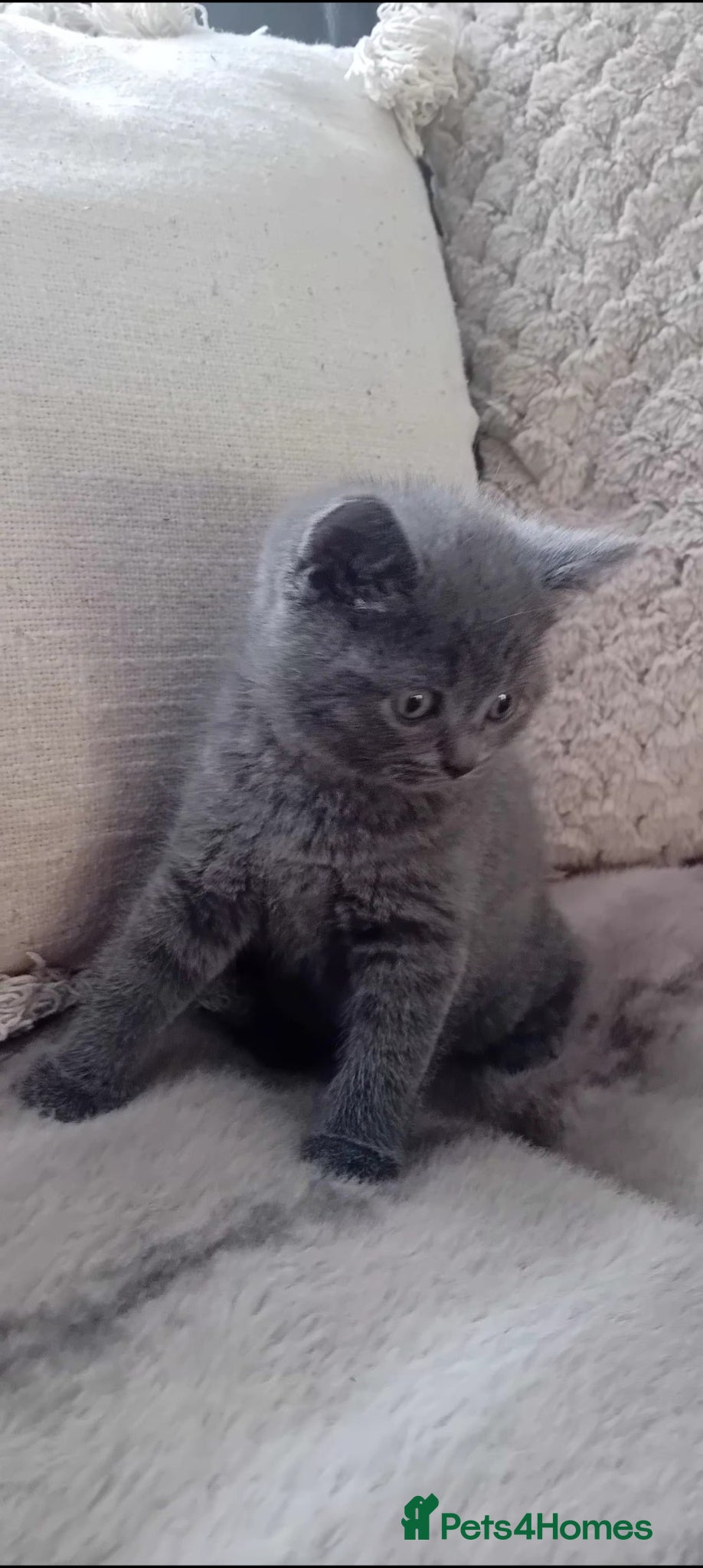British Shorthair Kitten 3