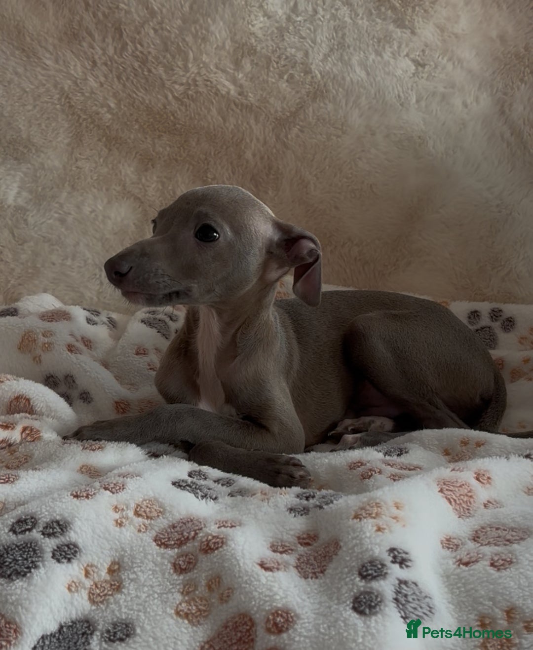 Italian Greyhound dogs for sale: 2 beautiful cream and blue boys - Advert 8