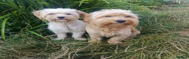  F1 cockapoo and Maltese male and female 