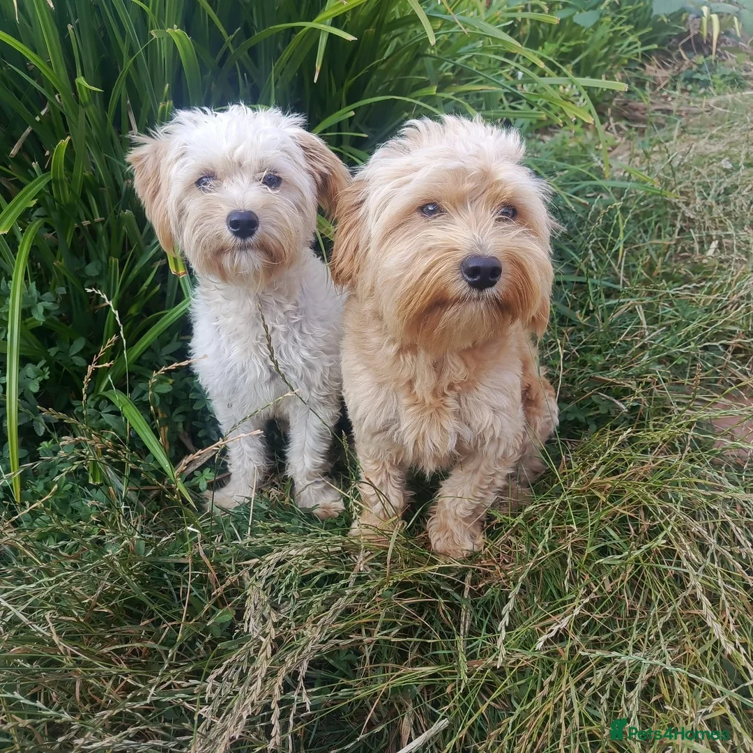 Maltese dogs for sale: Urgent mom and dad for sale  - Advert 2
