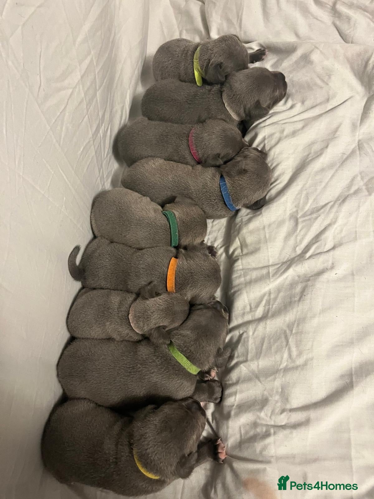 Staffordshire Bull Terrier dogs KC Registered Staffordshire Bull Terrier  - Advert 2